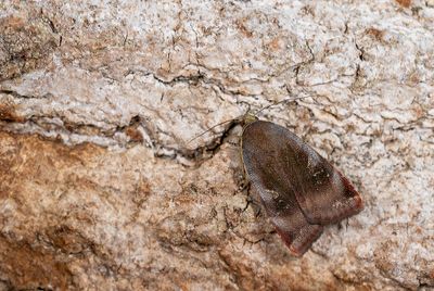 Noctua janthe / Open-breedbandhuismoeder