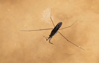 Gerris lacustris / Poelschaatsenrijder