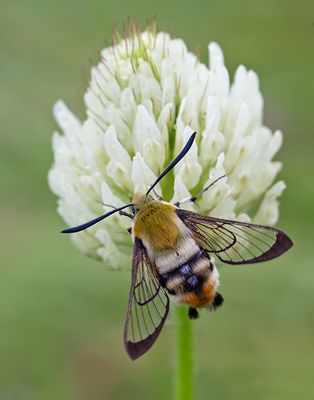 Narrow-bordered Bee Hawk-moth / Hommelvlinder