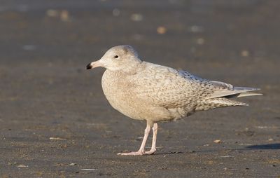 Glaucous Gull / Grote burgemeester