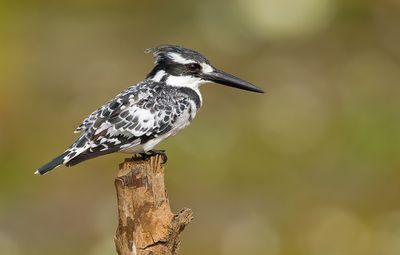 Pied Kingfisher / Bonte IJsvogel 
