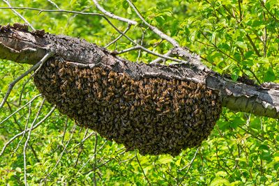 European honey bee / Honingbij 