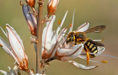 Rhodanthidium septemdentatum