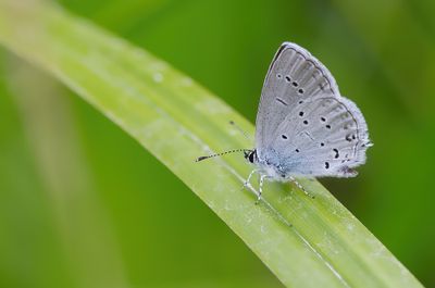 Oostelijk staartblauwtje / Eastern short-tailed blue