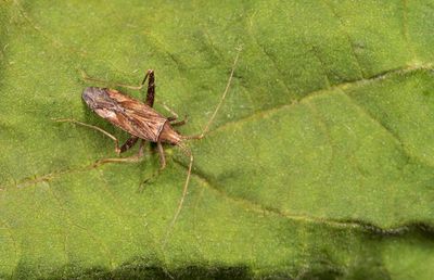 Phytocoris varipes / Kruidenspillebeen