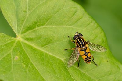 Marsh Hoverfly / Gewone pendelzweefvlieg