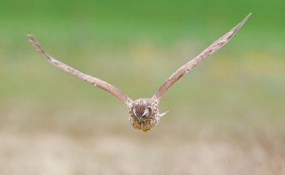 Hen harrier / Blauwe kiekendief 
