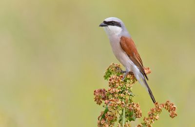 Red-backed shrike / Grauwe klauwier 