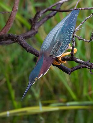 Green Heron / Groene Reiger 
