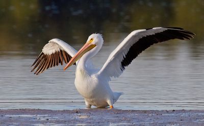 American white pelikan / Amerikaanse witte pelikaan