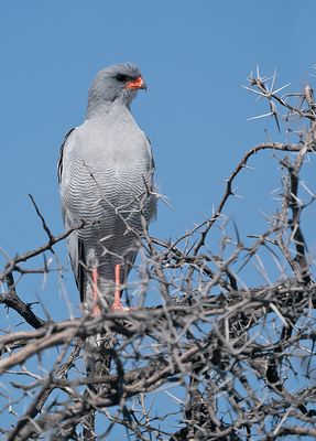 Pale chanting goshawk / Zanghavik