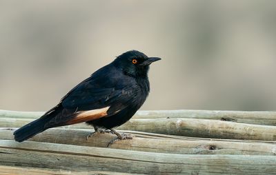 Pale-winged Starling / Vaalvleugelspreeuw 