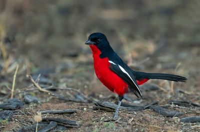 Crimson-breasted Gonolek / Burchells fiskaal