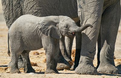 African savanna elephant / Savanneolifant 