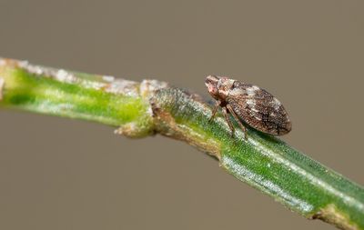 Ulopa reticulata / Heidecicade