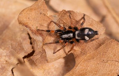 Kishidaia conspicua / Viervlekmuisspin