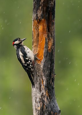 at https://pbase.com/edit  Great-spotted woodpecker / Grote bonte specht