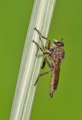 Brown Heath Robberfly / Ringpootroofvlieg