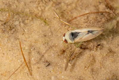 Notonecta glauca / Gewoon bootsmannetje