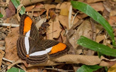Smooth-banded Sister / Adelpha cytherea