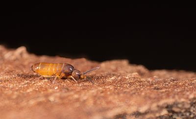 Pogonognathellus flavescens 