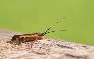 Limnephilus auricula 