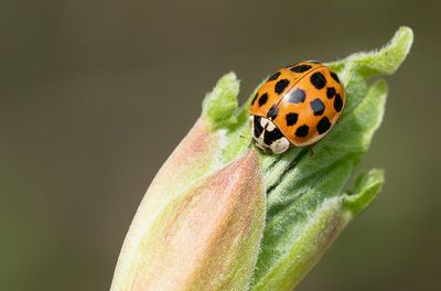 Harmonia axyridis / Aziatisch lieveheersbeestje