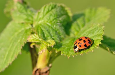 Harmonia axyridis / Aziatisch lieveheersbeestje