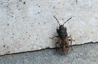 Megalonotus sabulicola / Zandgrootrug