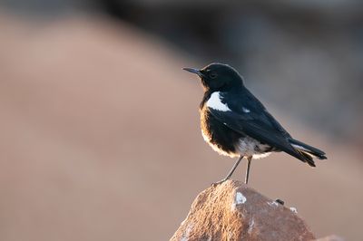 Mountain wheatear / Bergtapuit