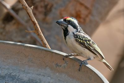 Acacia Pied Barbet / Kaapse baardvogel