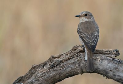 Mediterranean Flycatcher ssp balearica / Balearische Vliegenvanger