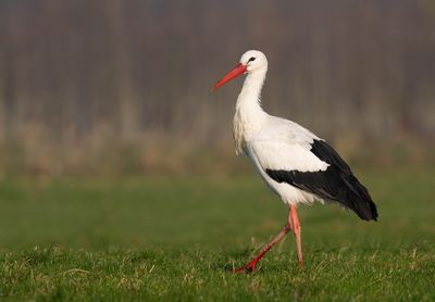 White stork / Ooievaar