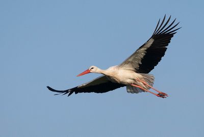 White stork / Ooievaar