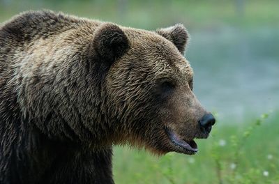 Brown bear / Bruine beer