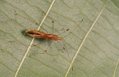 Metatropis rufescens / Heksenkruidsteltwants