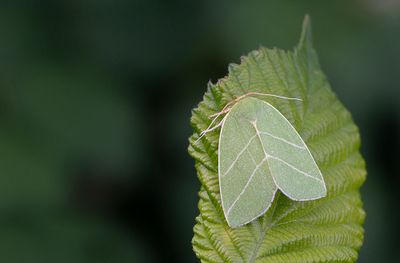 Scarce Silver-lines / Grote groenuil