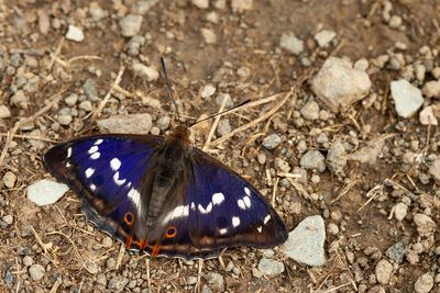 Purple Emperor / Grote Weerschijnvlinder