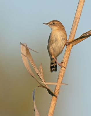 Zitting cisticola / Graszanger