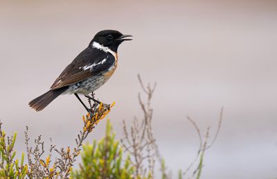 Stonechat / Roodborsttapuit