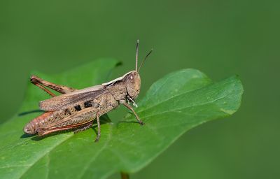 Rufous Grasshopper / Rosse Sprinkhaan 
