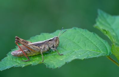 Rufous Grasshopper / Rosse Sprinkhaan 