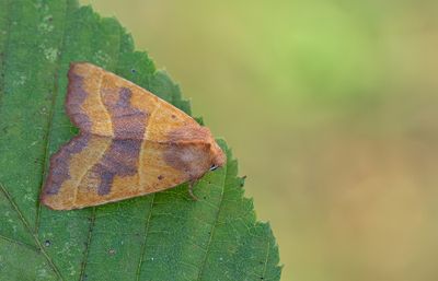 Atethmia centrago / Essengouduil