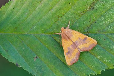 Atethmia centrago / Essengouduil