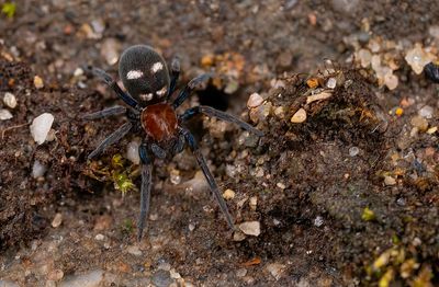 Titanoeca quadriguttata / Rotskaardespin