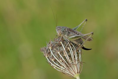 Platycleis albopunctata / Duinsabelsprinkhaan