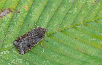 Agrochola lunosa / Maansikkeluil