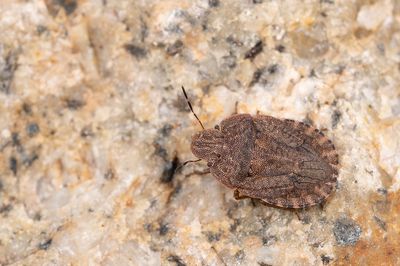 Sciocoris homalonotus / Platte zandschildwants