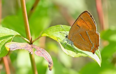 Brown Hairstreak / Sleedoornpage