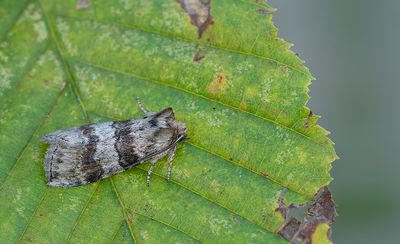 Cymatophorina diluta / Eiken-orvlinder